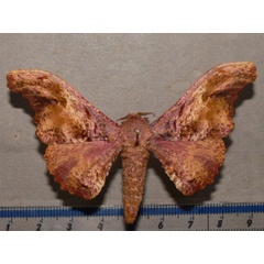 /filer/webapps/moths/media/images/H/herilla_Cyrtogone_AM_Goffa_02.jpg