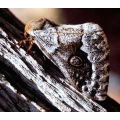 /filer/webapps/moths/media/images/T/terpsichore_Usta_A_Roland_03.jpg