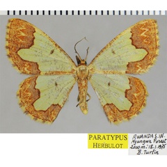 /filer/webapps/moths/media/images/C/canina_Zamarada_PTF_ZSM.jpg
