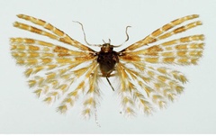 /filer/webapps/moths/media/images/A/aarviki_Alucita_HT_BMNH.jpg