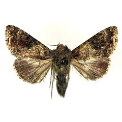 /filer/webapps/moths/media/images/O/ogovana_Ctenoplusia_A_RMCA.jpg