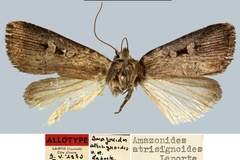 Amazonides atrisignoides