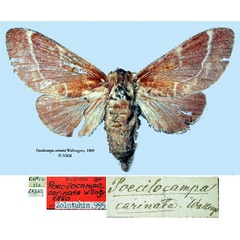 /filer/webapps/moths/media/images/C/carinata_Poecilocampa_HT_SNHMa.jpg