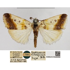/filer/webapps/moths/media/images/C/citrelinea_Cardiosace_HT_NHMUK.jpg