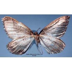 /filer/webapps/moths/media/images/A/albodivisaria_Onychia_HT_SNHM_02.jpg