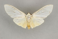 Amerila howardi