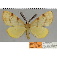 /filer/webapps/moths/media/images/C/camerunensis_Geodena_HT_ZSMa.jpg