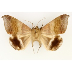 /filer/webapps/moths/media/images/V/violascens_Achaea_AM_TMSA_02.jpg