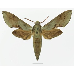 /filer/webapps/moths/media/images/R/rosae_Hippotion_AM_Basquin_02a.jpg