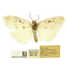 /filer/webapps/moths/media/images/L/lowa_Cyana_HT_BMNH.jpg