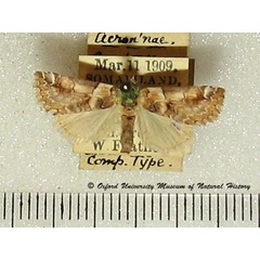 /filer/webapps/moths/media/images/P/pyralina_Constantiodes_A_OUMNH_02.jpg