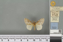 Lymantria polycyma