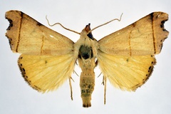 Paralephana nigriciliata