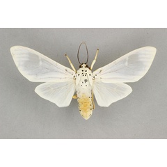/filer/webapps/moths/media/images/B/bubo_Amerila_AF_BMNH.jpg