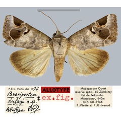 /filer/webapps/moths/media/images/D/dufayi_Brevipecten_AT_MNHN.jpg