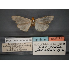 /filer/webapps/moths/media/images/J/janssensi_Caripodia_HT_RMCA_01.jpg