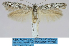 Scythris helskloofensis