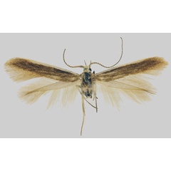 /filer/webapps/moths/media/images/A/abstrusa_Coleophora_HT_MfN.jpg
