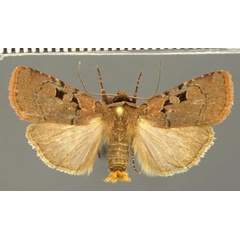 /filer/webapps/moths/media/images/S/sidamona_Ochropleura_AM_Fiebig_01.jpg