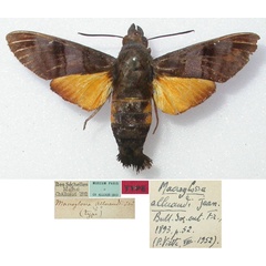 /filer/webapps/moths/media/images/A/alluaudi_Macroglossum_HT_MNHN.jpg