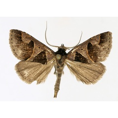 /filer/webapps/moths/media/images/A/angulilinea_Anoba_AM_TMSA_01.jpg