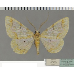 /filer/webapps/moths/media/images/O/ochrata_Zamarada_AM_ZSM.jpg