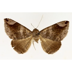 /filer/webapps/moths/media/images/P/palpalis_Bastilla_AF_TMSA.jpg