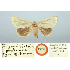 /filer/webapps/moths/media/images/P/proleuca_Dysmilichia_HT_BMNH.jpg