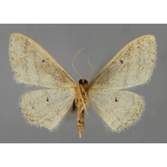 /filer/webapps/moths/media/images/P/paraplesia_Idaea_A_ZSM_02.jpg