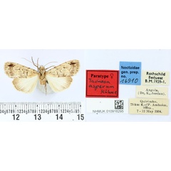 /filer/webapps/moths/media/images/A/aspera_Tachosa_PT_BMNH.jpg