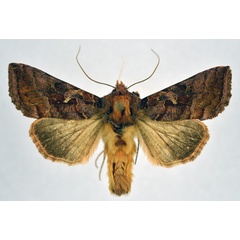 /filer/webapps/moths/media/images/F/flavirosea_Thysanoplusia_A_NHMO.jpg