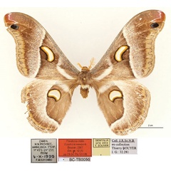 /filer/webapps/moths/media/images/N/newporti_Epiphora_PT_RBINS_01.jpg