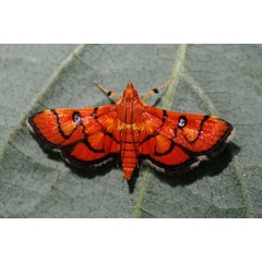 /filer/webapps/moths/media/images/F/fervidalis_Syngamia_A_King.jpg