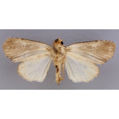 /filer/webapps/moths/media/images/M/macrophthalma_Trachea_HT_RMCA_02.jpg