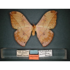 /filer/webapps/moths/media/images/A/aurata_Pselaphelia_HT_RMCA_02.jpg