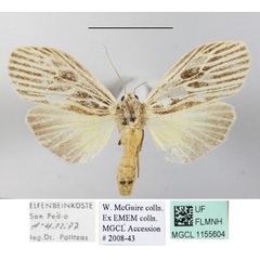 /filer/webapps/moths/media/images/G/gibba_Pliniola_A_MGCLa_01.JPG