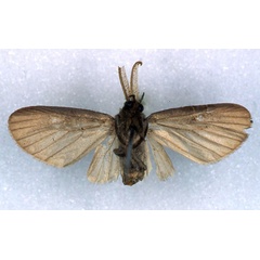 /filer/webapps/moths/media/images/G/grisescens_Apisa_PT_RMCA_02.jpg