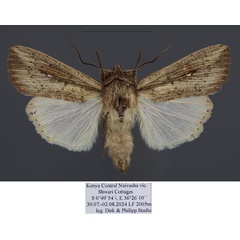 /filer/webapps/moths/media/images/P/phaea_Leucania_AM_Stadie.jpg