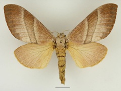 /usr/local/www/sites/moths/media/images/P/phocea_Cleopatrina_AF_Basquin.jpg
