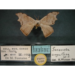 /filer/webapps/moths/media/images/A/angulosa_Gonoreta_PT_RMCA_01.jpg