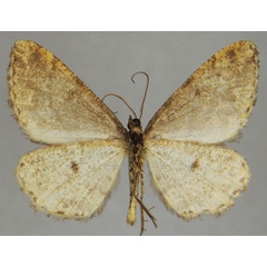 /filer/webapps/moths/media/images/M/maromokotra_Ectropis_AM_ZSMb.jpg