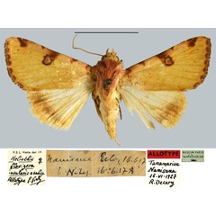 /filer/webapps/moths/media/images/I/insularis_Heliothis_AT_MNHN.jpg