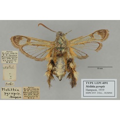 /filer/webapps/moths/media/images/P/pyropis_Melittia_PT_OUMNH_02.jpg