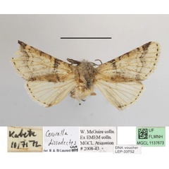 /filer/webapps/moths/media/images/D/dissodectes_Oreocerura_A_MGCLa_01.JPG
