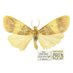 /filer/webapps/moths/media/images/T/turlini_Cyana_PT_ZSM.jpg