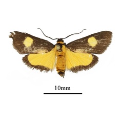 /filer/webapps/moths/media/images/F/flavipuncta_Lophocera_AM_a.JPG