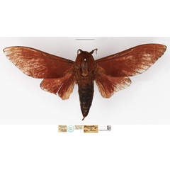 /filer/webapps/moths/media/images/N/nysa_Gonometa_HT_NHMUK.jpg