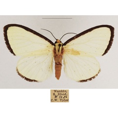 /filer/webapps/moths/media/images/A/alba_Leucovis_AM_TMSA_01.jpg