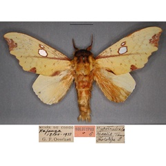 /filer/webapps/moths/media/images/R/regalis_Hypotrabala_HT_RMCAa.jpg