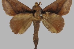 Stoermeriana sjostedti